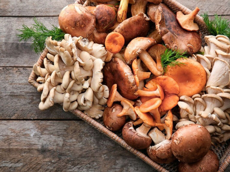 mushrooms and mushrooms